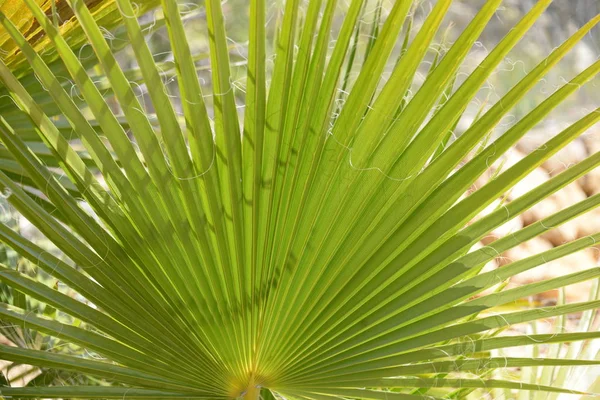 アリカンテ県 コスタリカ スペインにヤシの葉 — ストック写真