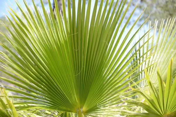 Hojas Palmera Provincia Alicante Costa Blanca España — Foto de Stock