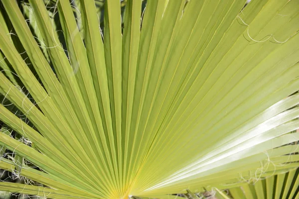 Feuilles Palmier Dans Province Alicante Costa Blanca Espagne — Photo