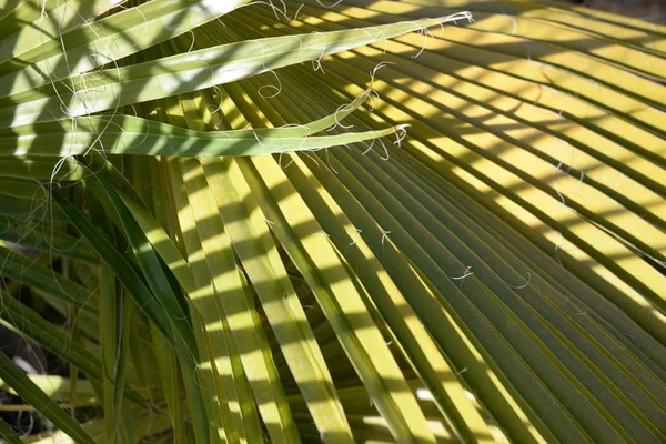 Palm Leaves Province Alicante Costa Blanca Spain — Stock Photo, Image