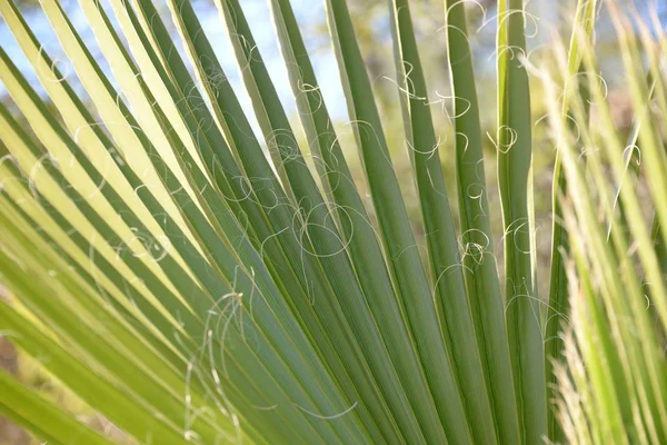 Feuilles Palmier Dans Province Alicante Costa Blanca Espagne — Photo