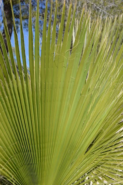 Spanya Nın Alicante Eyaletinde Palmiye Yaprakları — Stok fotoğraf