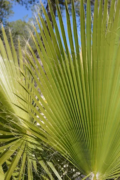 Listy Palmy Provincii Alicante Costa Blanca Španělsko — Stock fotografie