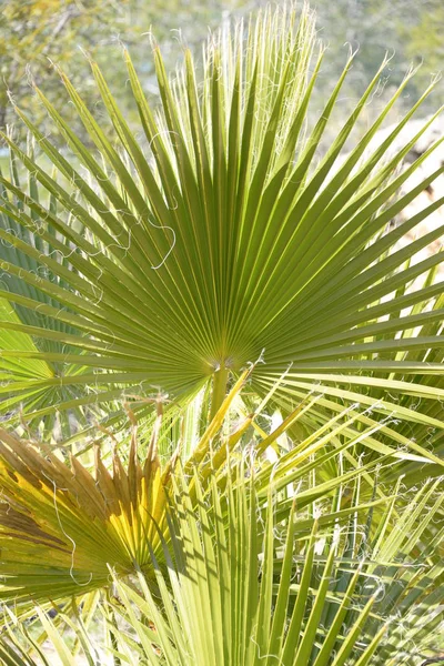 Palm Leaves Alicante Tartományban Costa Blanca Spanyolország — Stock Fotó