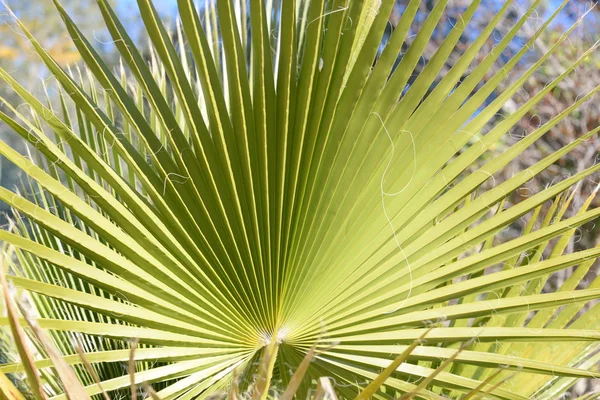 Feuilles Palmier Dans Province Alicante Costa Blanca Espagne — Photo