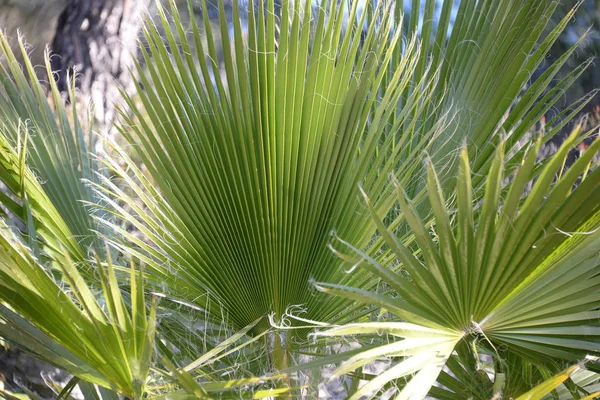 Palmenblätter Der Provinz Alicante Costa Blanca Spanien — Stockfoto