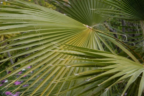 Palm Leaves Alicante Tartományban Costa Blanca Spanyolország — Stock Fotó