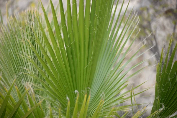 Palm Leaves Alicante Tartományban Costa Blanca Spanyolország — Stock Fotó