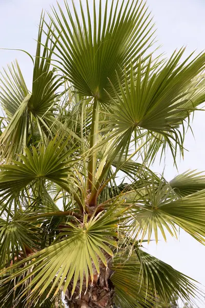 Palm Leaves Province Alicante Costa Blanca Spain — Stock Photo, Image