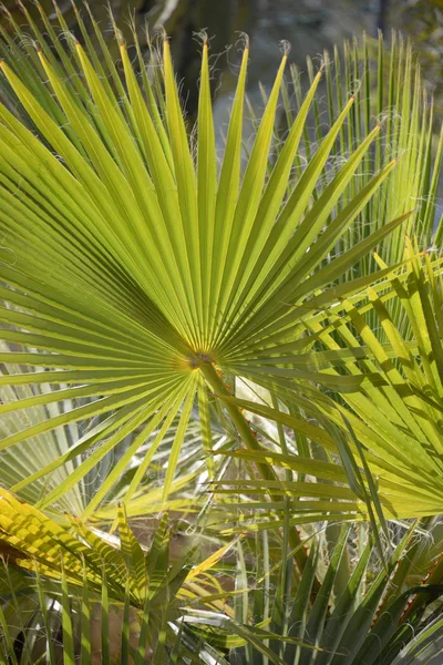 Palm Leaves Alicante Tartományban Costa Blanca Spanyolország — Stock Fotó