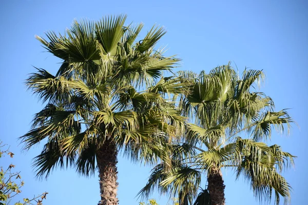 Liście Palmy Prowincji Alicante Costa Blanca Hiszpania — Zdjęcie stockowe
