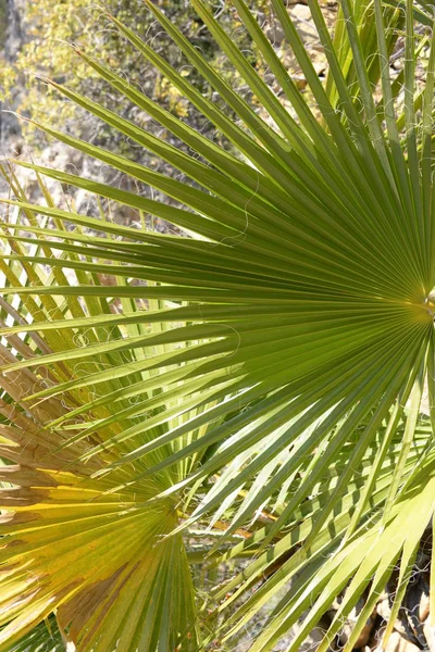 Hojas Palmera Provincia Alicante Costa Blanca España —  Fotos de Stock