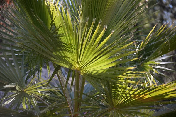 Listy Palmy Provincii Alicante Costa Blanca Španělsko — Stock fotografie