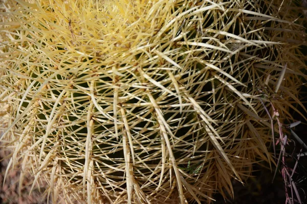 Prickly Cactus Province Alicante Costa Blanca Spain — Stock Photo, Image