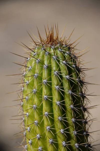 Prickly Cactus Στην Επαρχία Alicante Costa Blanca Ισπανία — Φωτογραφία Αρχείου