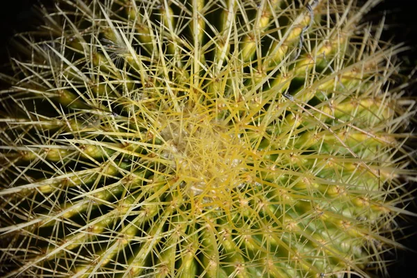 Prickly Cactus Province Alicante Costa Blanca Spain — Stock Photo, Image