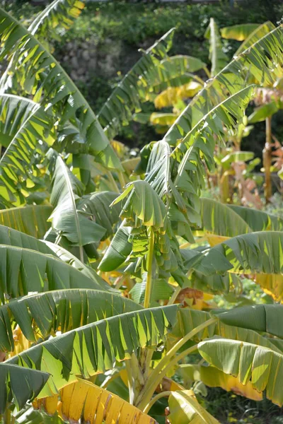 Trópusi Banánfa Trópusi Levelek — Stock Fotó