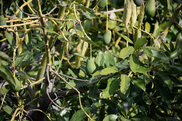 스페인 코스타 블랑카 알리칸테 의나무 아보카도 — 스톡 사진