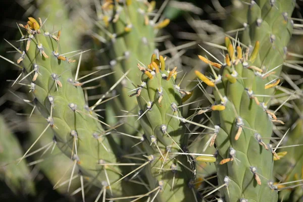Prickly Cactus Στην Επαρχία Alicante Costa Blanca Ισπανία — Φωτογραφία Αρχείου
