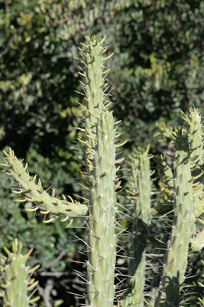 Cactus Épineux Dans Province Alicante Costa Blanca Espagne — Photo