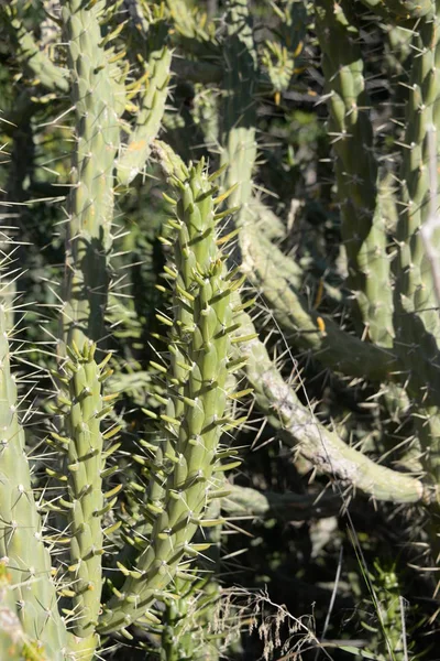 Prickly Cactus Στην Επαρχία Alicante Costa Blanca Ισπανία — Φωτογραφία Αρχείου