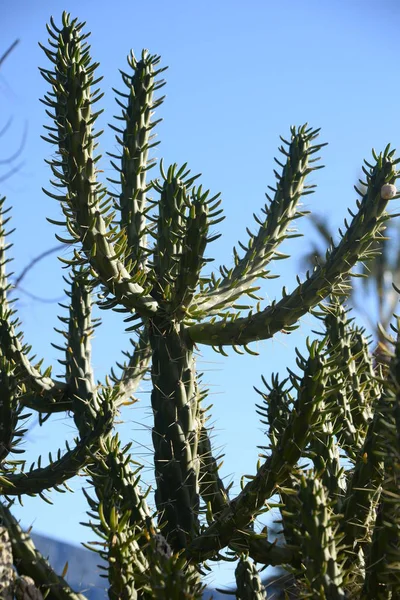 Cactus Épineux Dans Province Alicante Costa Blanca Espagne — Photo