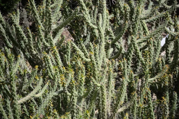 Prickly Cactus Province Alicante Costa Blanca Spain — Stock Photo, Image