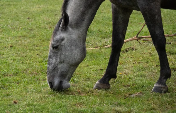 Close Van Het Hoofd Van Het Paard Staren Het Weiland — Stockfoto