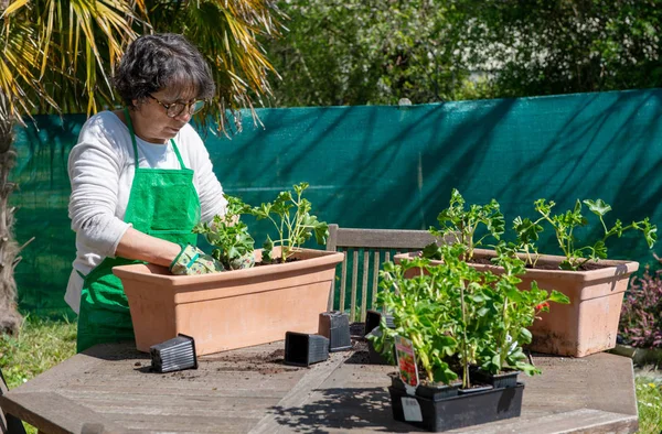 Seorang Wanita Menusuk Bunga Geranium Luar Ruangan — Stok Foto