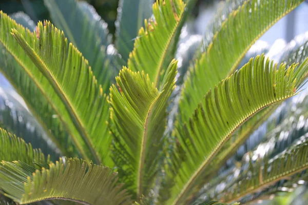 西班牙科斯塔布兰卡阿利坎特省的棕榈叶 — 图库照片