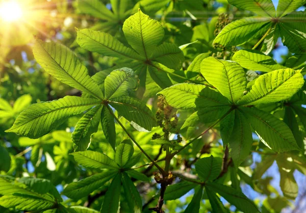 落日的光芒下 栗子枝 — 图库照片