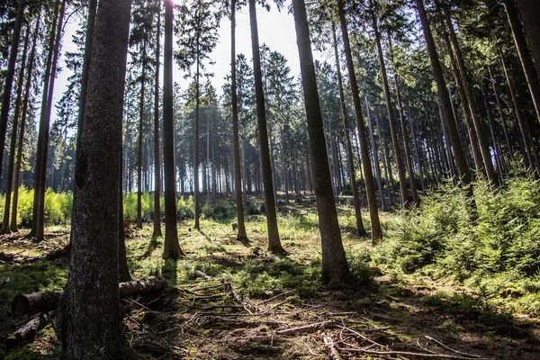 Forêt Printemps Avec Conifères — Photo