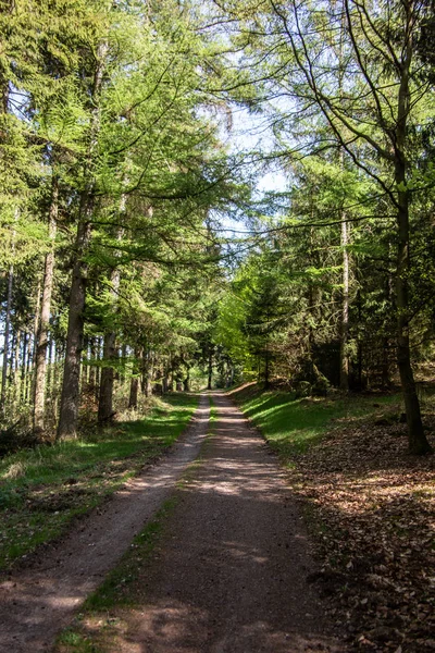 Весенний Лес Хвойными — стоковое фото