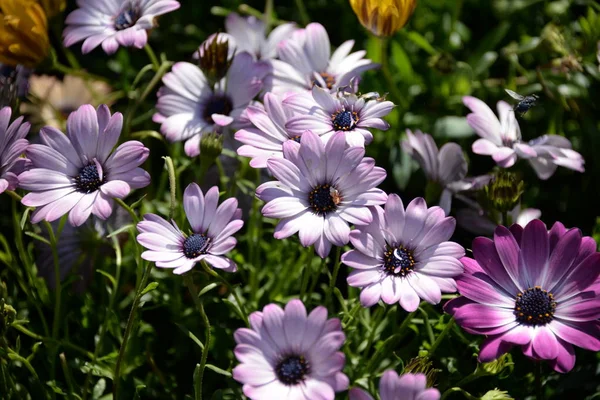 Blommande Arkiverade Blommor Sommar Äng Flora — Stockfoto