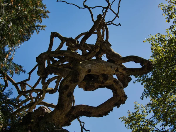 Bare Corkscrew Sophomora Other Trees Front Blue Sky — Stock Photo, Image