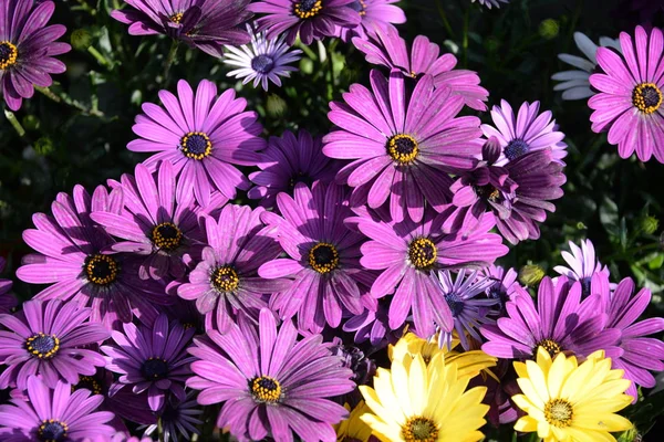 Blommande Arkiverade Blommor Sommar Äng Flora — Stockfoto