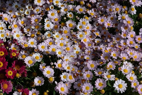 開花した花 夏の牧草地の植物 — ストック写真