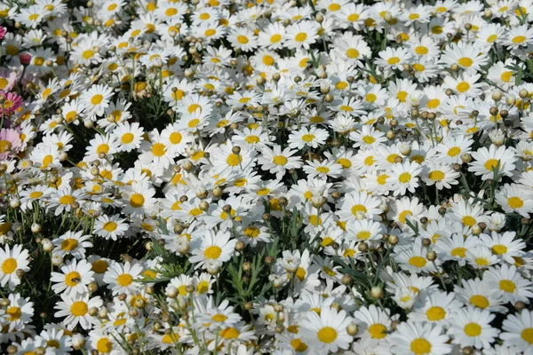 Kwitnienie One Kwiaty Letnia Flora Łąki — Zdjęcie stockowe