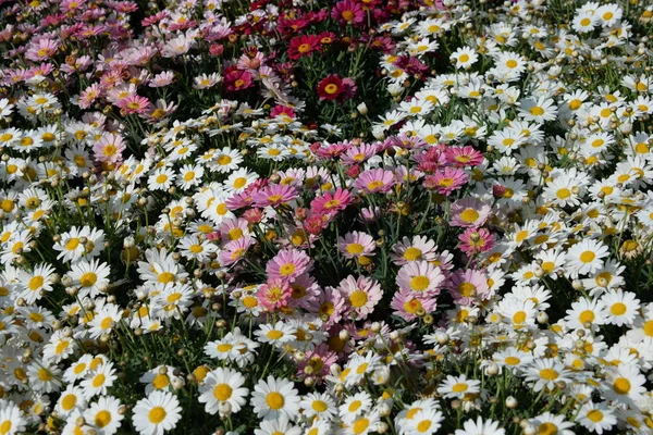 Prästkragar Fältblommor Äng — Stockfoto