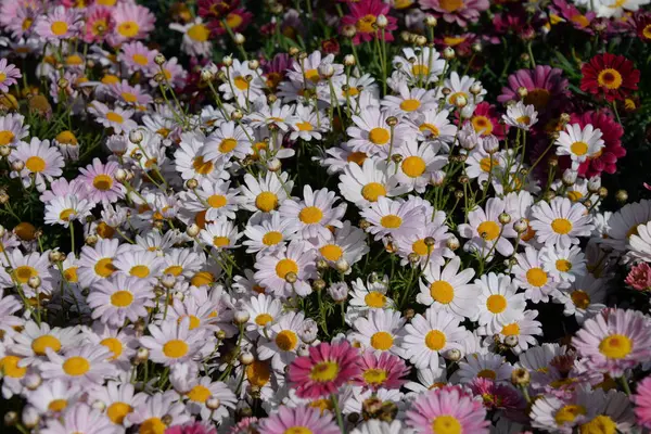 Flores Archivadas Floración Flora Del Prado Verano —  Fotos de Stock