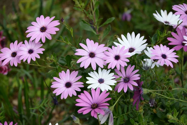 Prästkragar Fältblommor Äng — Stockfoto