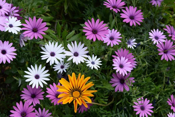 Blommande Arkiverade Blommor Sommar Äng Flora — Stockfoto