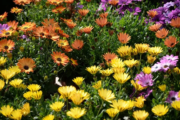 Virágzás Iktatott Virágok Nyári Rét Növény — Stock Fotó