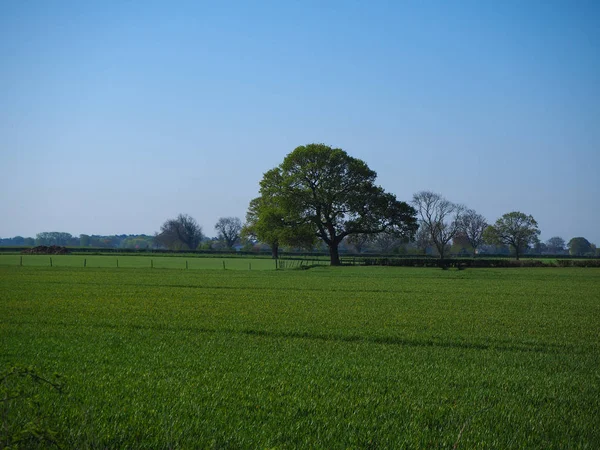 Árvore Carvalho Campo Cultivado Verde Primavera Perto York Inglaterra — Fotografia de Stock