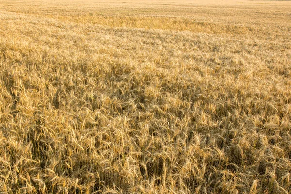 Pšeničné Pole Pěstování Obilovin Krajina Zemědělství — Stock fotografie