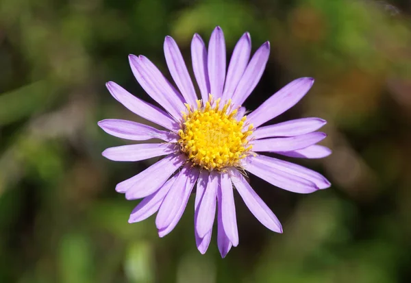 Άλπεων Aster Ένα Αλπικό Λιβάδι — Φωτογραφία Αρχείου