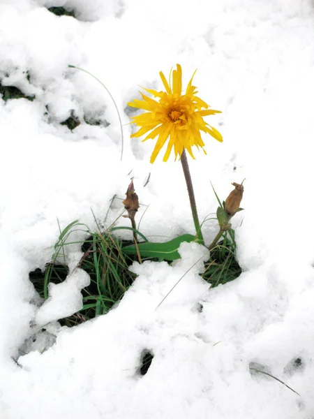 눈덮인 여름철 초원에 아르니카 — 스톡 사진