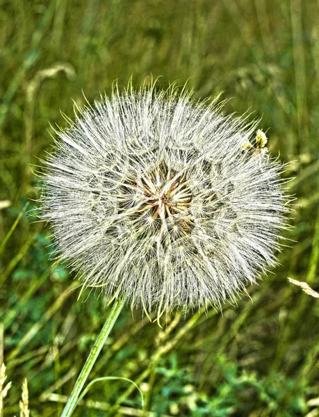 Wild Salsify Forest Clearing Dahlen Heath — Stock Photo, Image