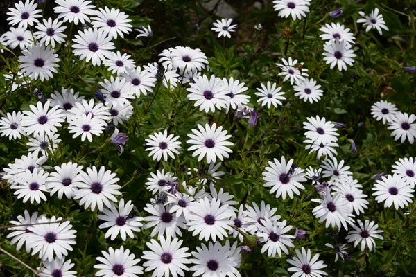 Bloei Ingediend Bloemen Zomer Weide Flora — Stockfoto