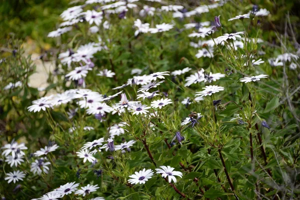 Fleurs Classées Floraison Flore Prairie Été — Photo